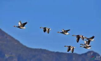 雁南飞,追寻迁徙中的生命传奇