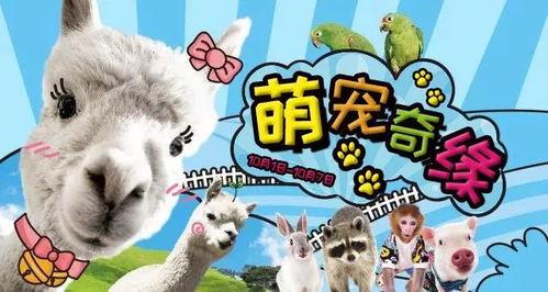 萌宠奇缘,奇幻世界中的温馨冒险之旅